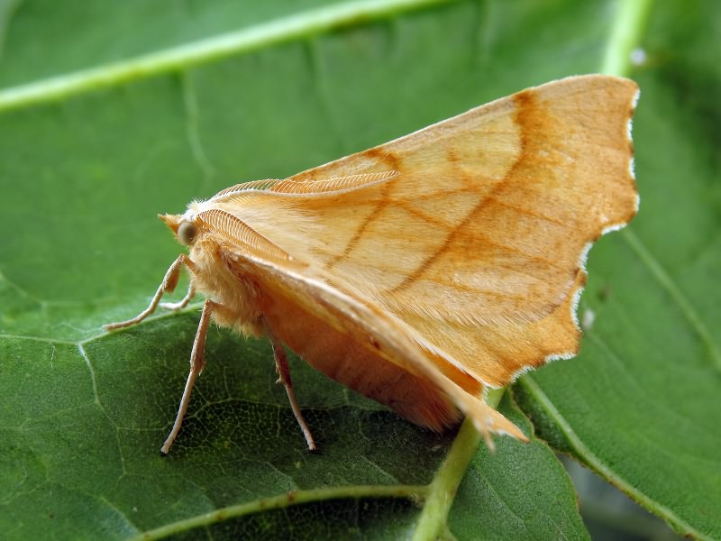 Ennomos quercinaria (Hufnagel, 1767)